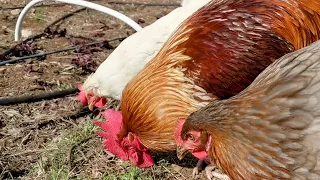 Happy Chicken Sounds When I Let Them Free Ranging in Garden