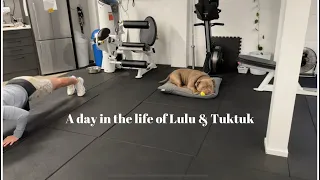 A day in the life of Lulu & Tuktuk! #dog #puppy #americanbully #staffy #funnydog #pup #dogs #gym