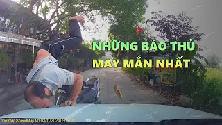 Những Báo Thủ Sở Hữu Kỹ Năng Sinh Tồn Đỉnh Cấp Nhà Có Phúc Lớn