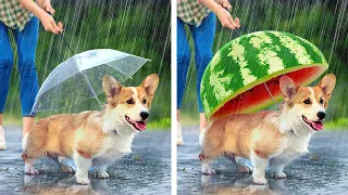 PET GADGETS THAT WILL MAKE YOUR LIFE EASIER || COOL HACKS AND CRAFTS FOR YOUR PETS
