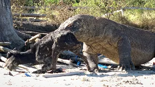 Viral 🔥 On Trending Komodo Just Sniffing not eating 😱