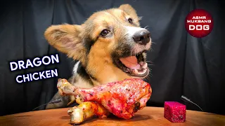 ASMR Mukbang Corgi Dog Eating Chicken Thighs 🍗