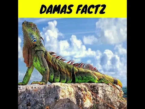 Allah Tala ने छिपकली को क्यों पैदा किया 🦎 || #shorts