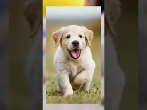 dog helped him | dogs are better than human's | #shorts