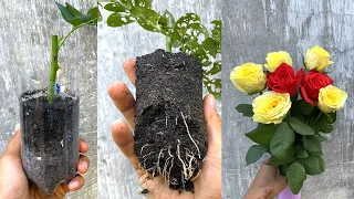 Thử giâm cành hoa hồng mua ở chợ | Propagate rose branches