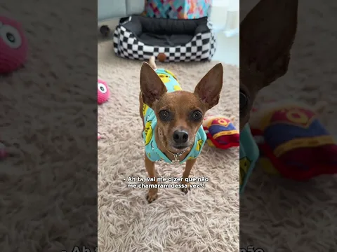 QUANDO VOCÊ PÕE NOME DE COMIDA NO SEU CACHORRO parte 4