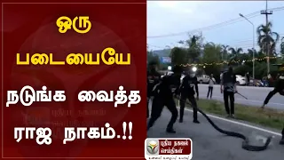 ஒரு படையவே போட்டு தள்ளிய ராஜநாகம் !!
