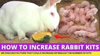 Rabbit Farming; How To Increase Number of Kits Or Baby Rabbits