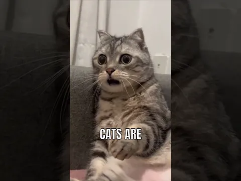 Most common mistakes cat owners make! #facts #cat #catsofyoutube #catlover #catvideos #interesting
