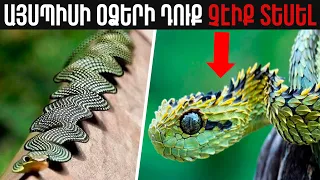 ՕՁԵՐ ՈՐՈՆՔ ՀԱՆԴԻՊՈՒՄ ԵՆ ՇԱՏ ՀԱԶՎԱԴԵՊ║ԵՐԿԳԼԽԱՆԻ ՕՁ