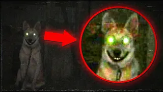 PERROS Y GATOS ACTUANDO DE MANERAS PERTURBADORAS E INQUIETANTES