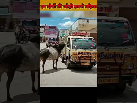 इन दोनों की wedding सबसे बढ़िया 🤩 #shorts story of bull and cow / funny and amazing