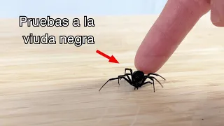 ¿La Viuda Negra te puede matar?