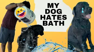 My Dog Hates Bath #doglover #trending