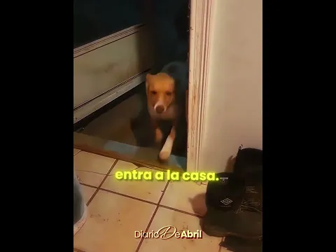 Nadie Esperaba Este Visitante 🌪️🐾 #shorts
