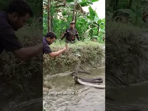 SERANGAN DUA KING COBRA GANAS WONOSOBO