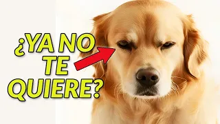 Tu perro ya no te valora... y tú ni cuenta te has dado (4 señales)