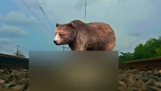 Bear, cobra crossing the train