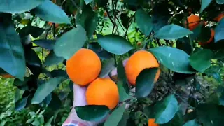 أجمل واطيب فاكهة 😋بستان البرتقال🍊