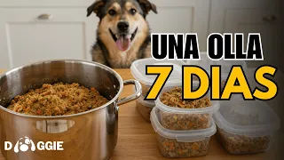Cocina 1 vez y alimenta a tu perro toda la semana (sin repetir comida)
