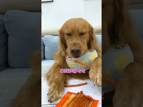 A dog is not easy to😰 fool ~ woodworking art skill wood // Hand Crafts