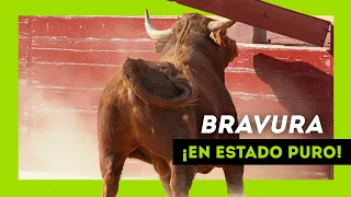 Los TOROS SALVAJES más BRAVOS soltados en 2022 ¡Qué ANIMAL!