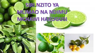 SIRI NZITO YA MLIMAO NA NDIMU MCHAWI HAKUGUSI
