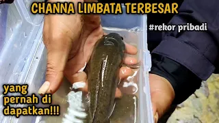 REKOR PRIBADI!! CHANNA LIMBATA JUMBO PENGHUNI KOLAM PEMANDIAN#part2