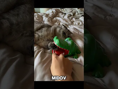 Cats Reflexes 💀🗿