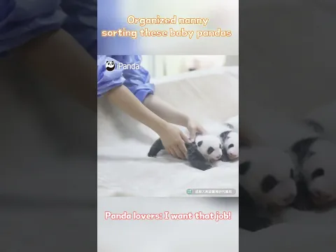 My Next Job: Sorting Baby Pandas By Size | iPanda #shorts