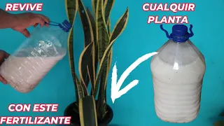 REVIVE y CURA Cualquier Planta con este Abonó 100% Orgánico ! CURAR Plantas ENFERMAS o SECAS | Huert