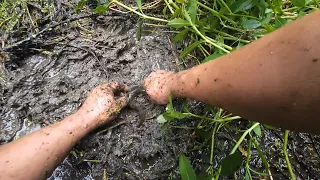 After the irrigation ditch recedes, a man catches loaches in the soft wet mud exposed at the bottom