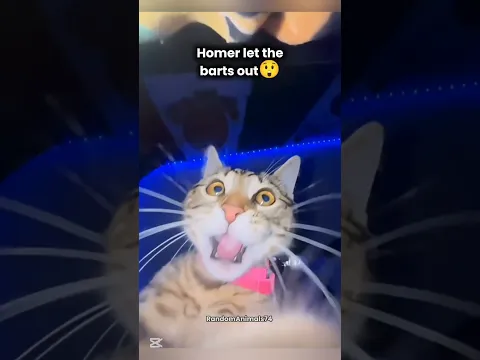 "Homer let the Barts out" by cats✌️😹🔥😪 #cat #brainrot #song