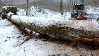 Dub s priemerom 1 meter, Prvá ťažba s novým navijákom Tajfun 8,5t, Amles, Stihl ms 462, Big oak,