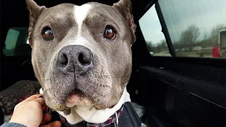 Esta pit bull rescatada no deja de hablar con su mamá todo el día