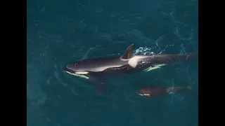 Alaska, the Jubilant Ocean 阿拉斯加，欢腾的海洋