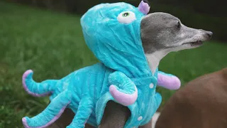 my dogs wearing halloween costumes (2021)