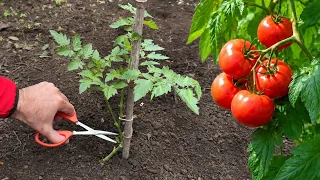 🍅 5 Técnicas para que los Tomates Crezcan Más Fuertes desde el Trasplante