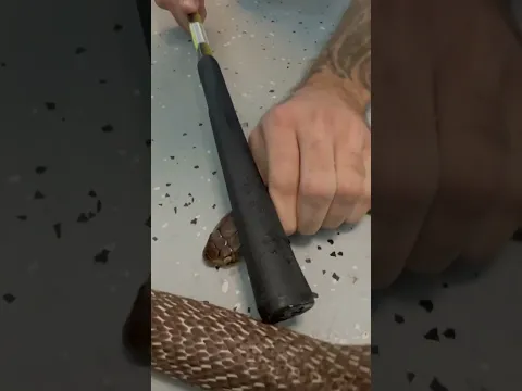 Removing a COBRAS Eyecap! (Stuck Shed) #shorts
