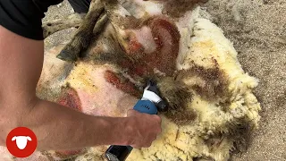 MAGGOTS on SHEEP already!