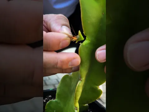 I made a Frankenstein dragon fruit plant…