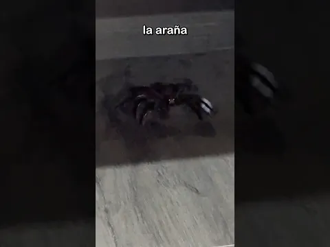 Me Mordio Una Araña😱🕷️