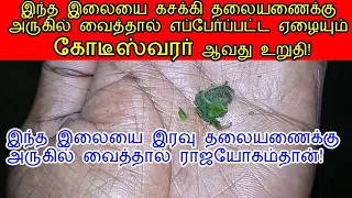 இந்த இலையை இரவு தலையணைக்கு அருகில் வைத்தால் நிச்சயம் ராஜயோகம்தான்!|tulsi leaf benefits tamil