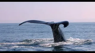 Humpback Whales Feeding in Calm Seas - A Sight to Behold