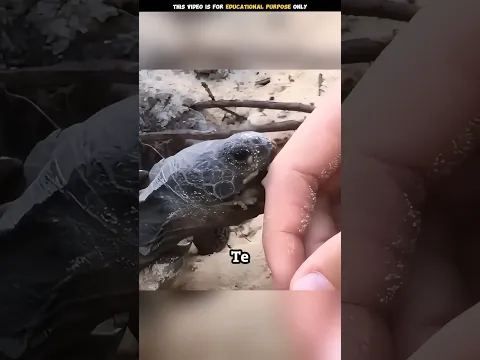 Qué pasa cuando te muerde una tortuga #shorts #reels #video