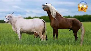 QUANDO O CAVALO CRUZA COM A VACA O QUE ACONTECE?