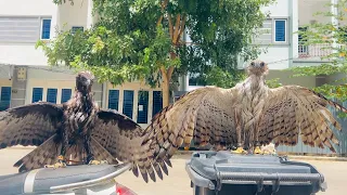 This Raptor Got the Strangest Bath Ever! 😂🦅💦