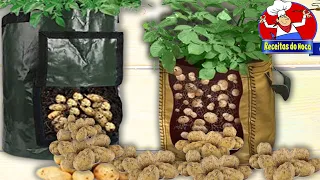 Como cultivar batata em sacos com fartura