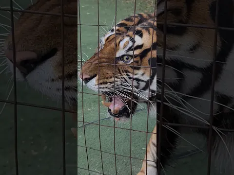 Tiger roar gave Me goosebumps!