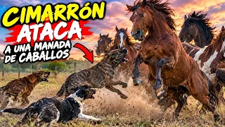 Perros atacan a una Manada de caballos 🏇 🐎 